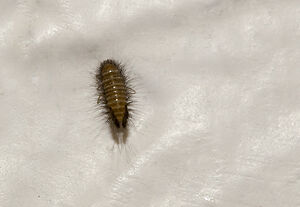 carpet beetle larva woolly bear