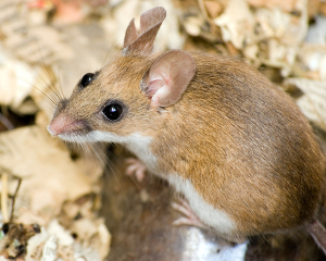 Field mouse Apodemus sylvaticus