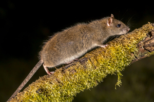 Brown rat on a log Rattus norvegicus