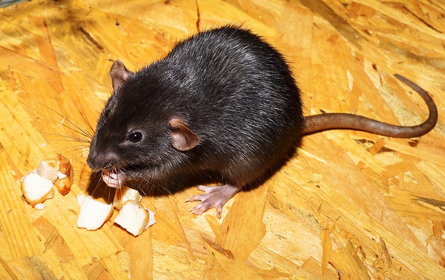 black rat Rattus rattus