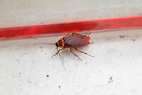 German cockroach