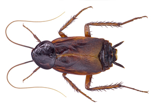 Oriental cockroach