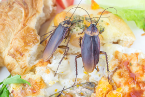 cockroaches eating food waste