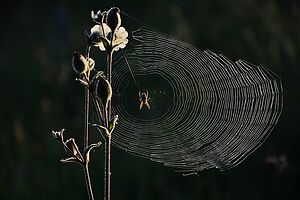 spider web in the garden