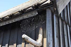 spider web on a shed
