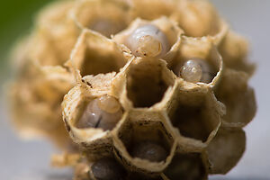 wasp grubs inside hive cells