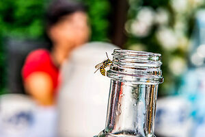 wasp on a bottle