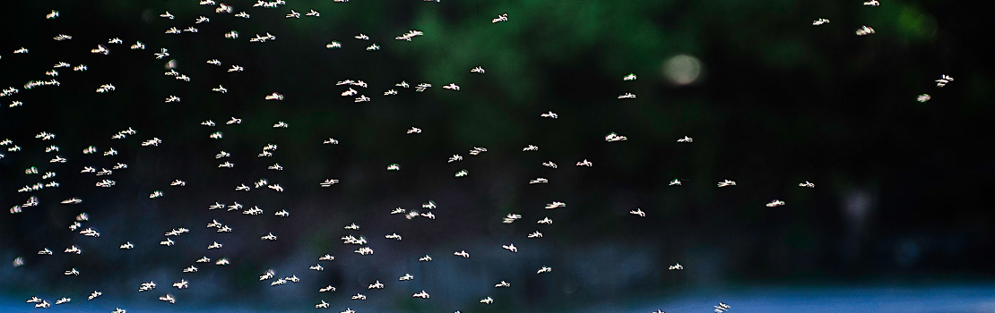 Cluster fly swarm