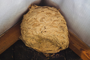 wasp nest in a shed roof 