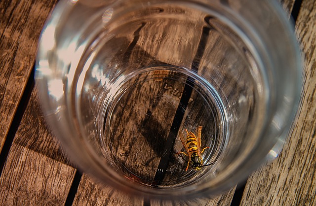wasp in pint glass