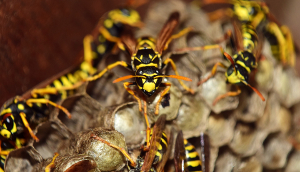 wasps in the hive