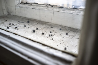 flies on the windowsill