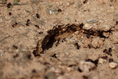ants in a home