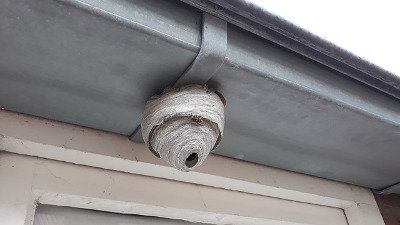 wasp nest under a gutter