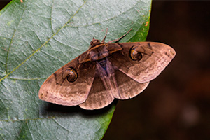 Moths