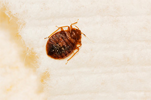 Bed Bugs