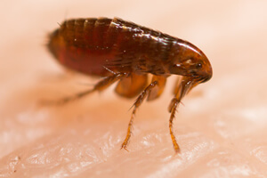 Fleas