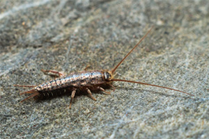 Silverfish
