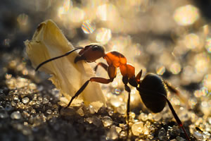 Ants