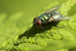 Electric Fly Killers
