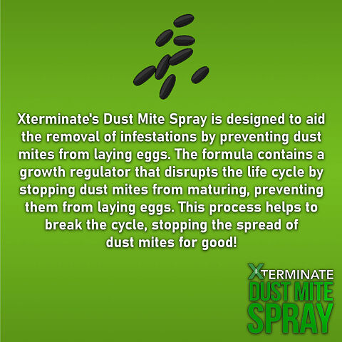 Dust Mite Spray Eggs
