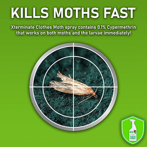 CLOTHES MOTH SECONDARY 5.jpg